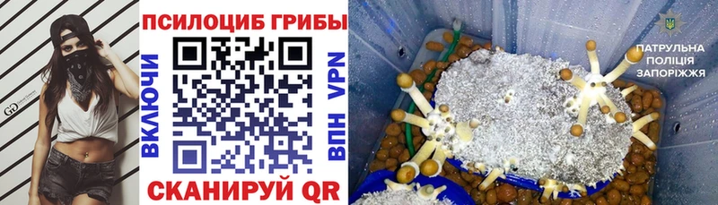 Псилоцибиновые грибы Psilocybine cubensis  сколько стоит  Задонск 